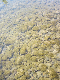 водорости на камнях в реке