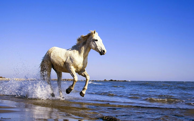 123231-White Horse, Run, Beach, Animal HD Wallpaperz