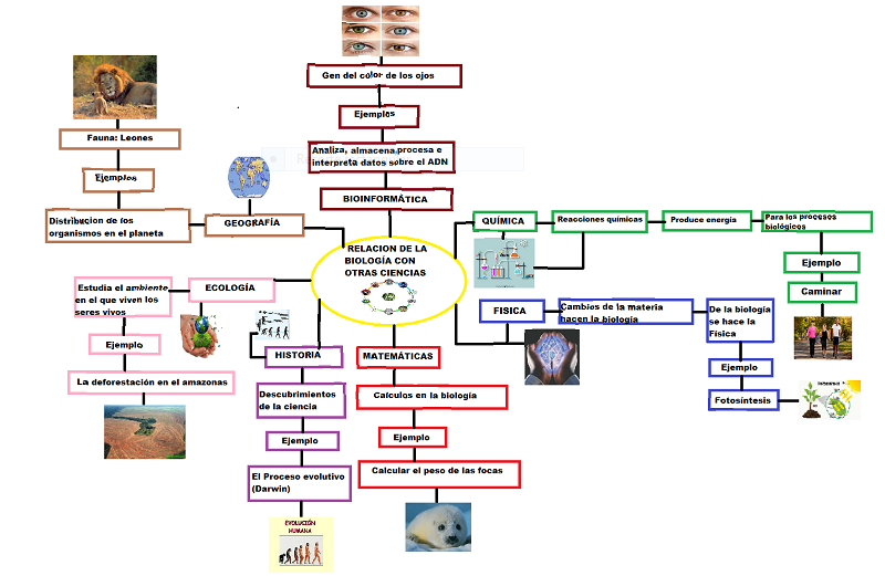 Tareas De BiolÓgica Tarea 3 Mapa Conceptual De La RelaciÓn De La