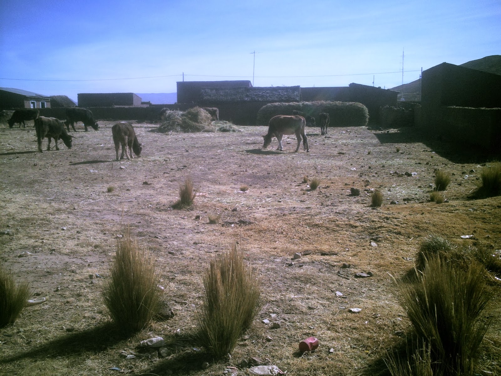 ILLA TALLERES Distrito de Caminaca Azángaro