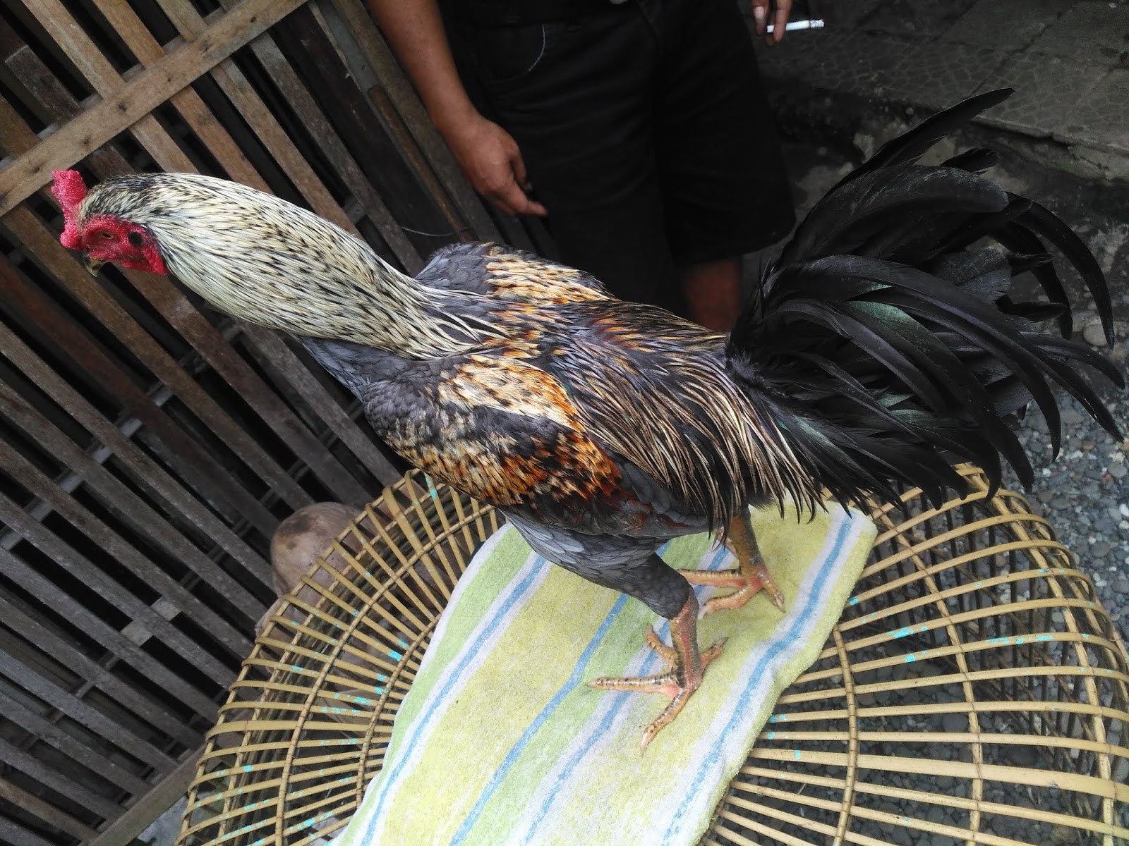 80 Gambar Ayam Aduan Pama Terbaik 80 Gambar Ayam Aduan Pama Terbaik