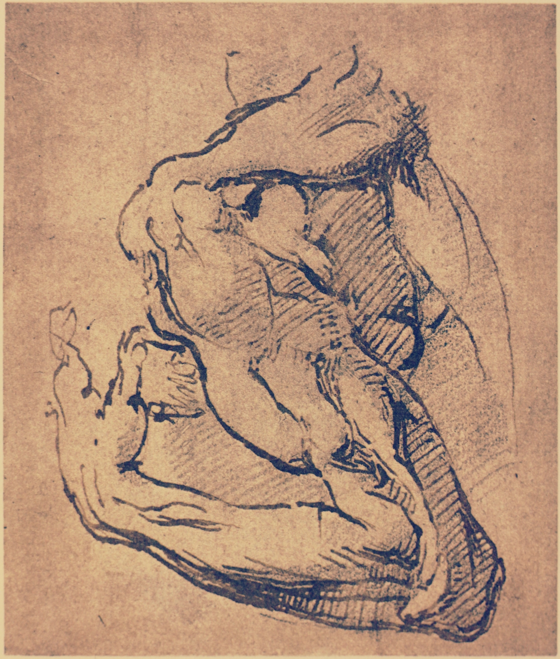 Возрождение микеланджело. Анатомические штудии микеланджело. Леонардо да микеланджело буонарроти. Микеланджело буонарроти рисунки анатомические. Рафаэль буонаротти картины.