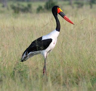 Saddle-Billed Stork