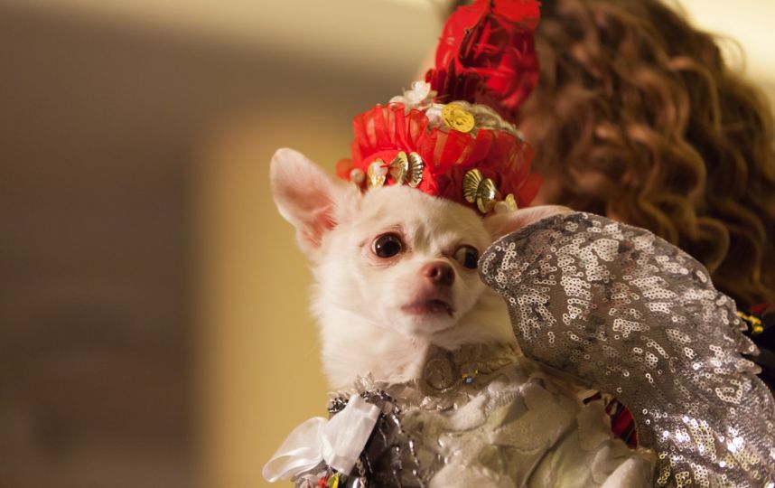 New York Pet Fashion Week 2017 Feb 9 Australian Dog Lover