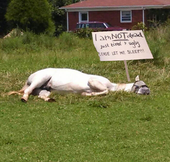 Meet Tango, The Hilariously Stupid Horse That Has Gone Viral Meet Tango, The Hilariously Stupid Horse That Has Gone Viral