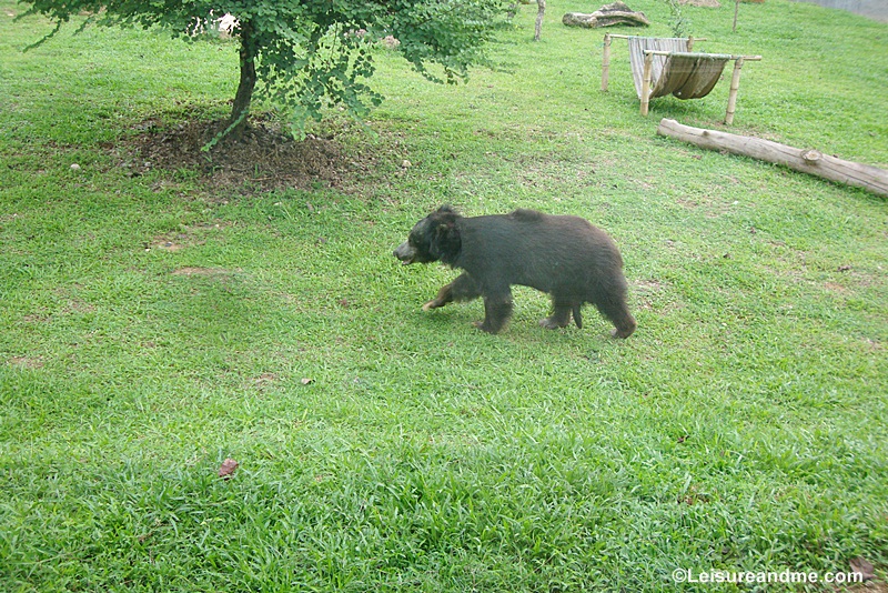 Pinnawala Zoo