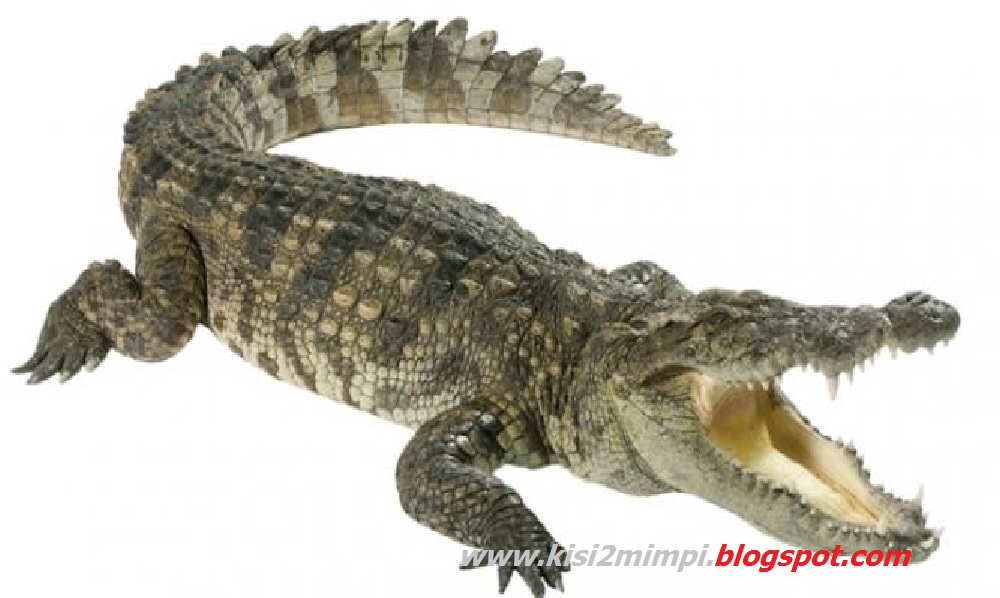 Mimpi Buaya Menurut Erek Erek 4d 3d 2d Arti Mimpi