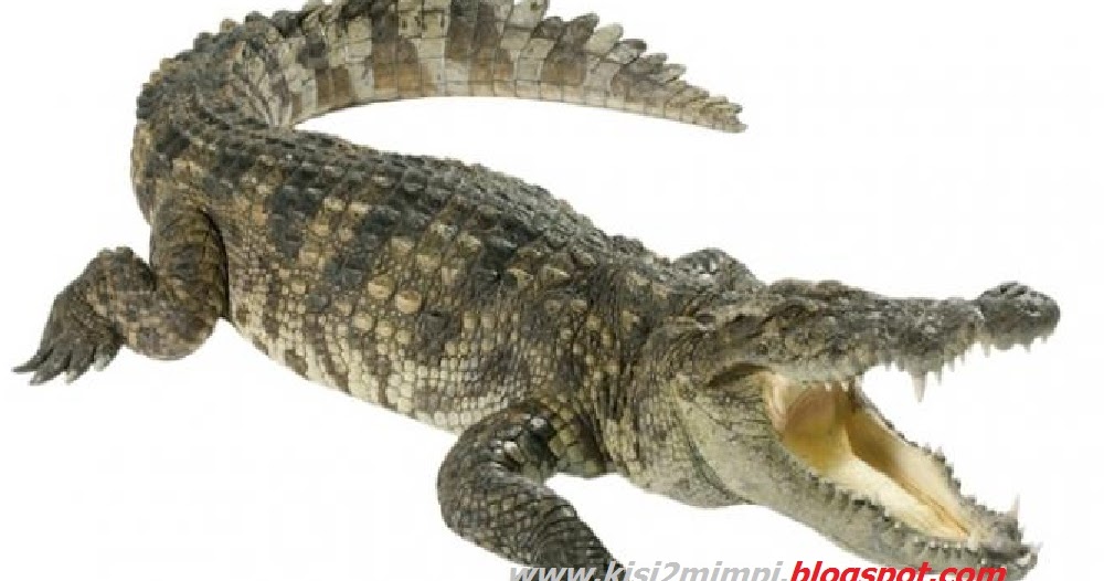 Erek Erek Mimpi Ular Dan Buaya nonton drakor