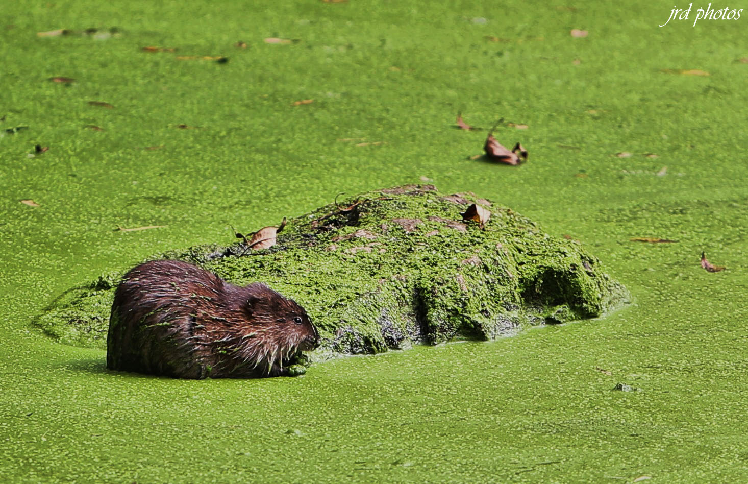 Just A Pic "Beaver in the Swamp"