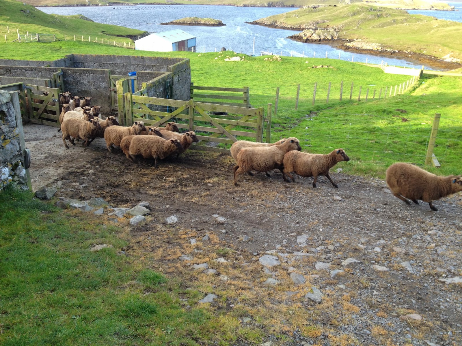 RAMSAY FARMS Photos from Vementry Estate Shetland Day 1.