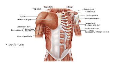 deltoid exercises anterior deltoid posterior deltoid deltoid muscle pain,lateral deltoid, deltoid action, deltoid origin, deltoid shape