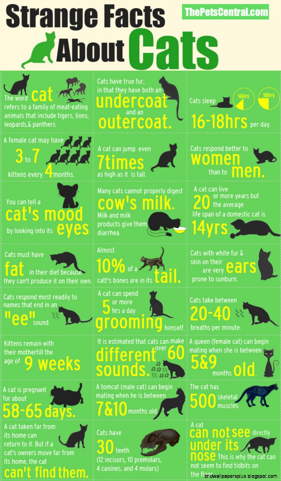 Fun Facts Dogs Cats  Wallpapers HD Desktop