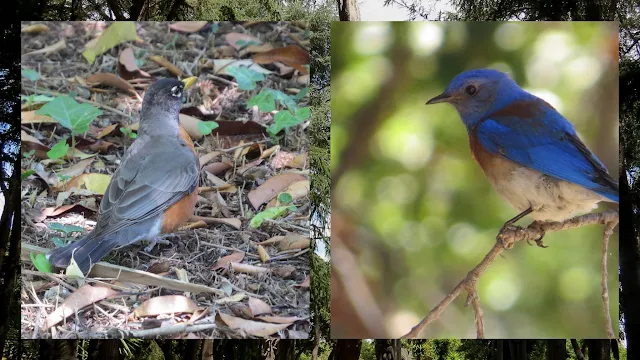 American Robin and Western Bluebird at Stanford University
