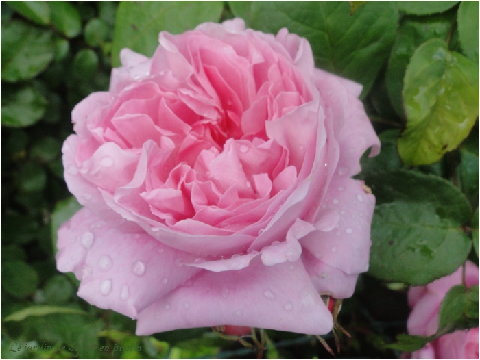Le jardin de Sylvie en photos: Rose et rosée du matin