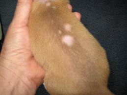 Черный акантоз у собак виды, симптомы и лечение понять и помочь