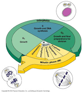 cikgu azini wadi sofia: Cell Cycle and Interphase