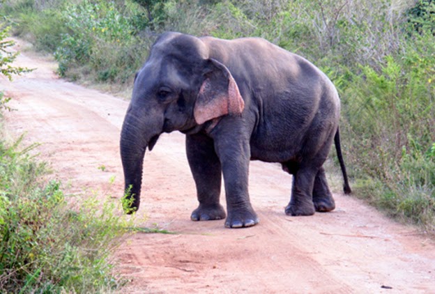 dwarf elephant
