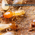 Termite Life Turnover in the Wild