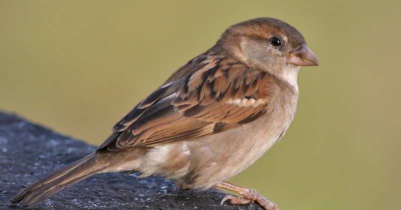 Sparrow - True Wildlife Creatures