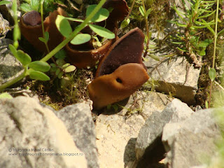 Wynnella silvicola DSC116163