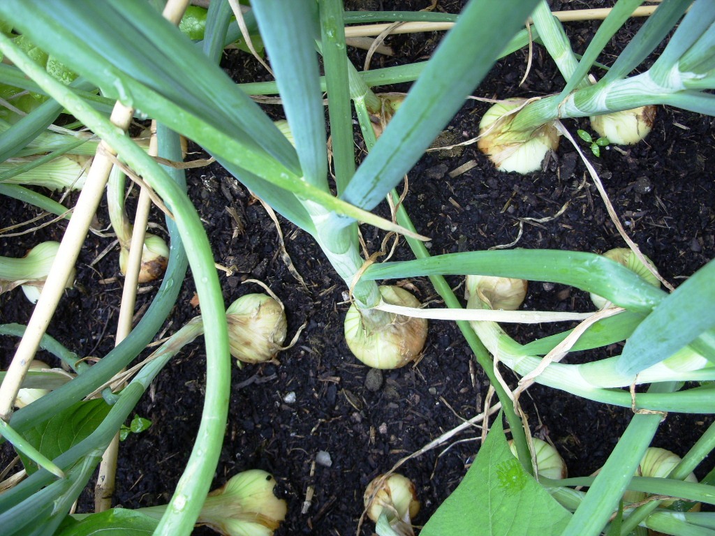 Kelli's Northern Ireland Garden Suttgarter Onions from start to finish