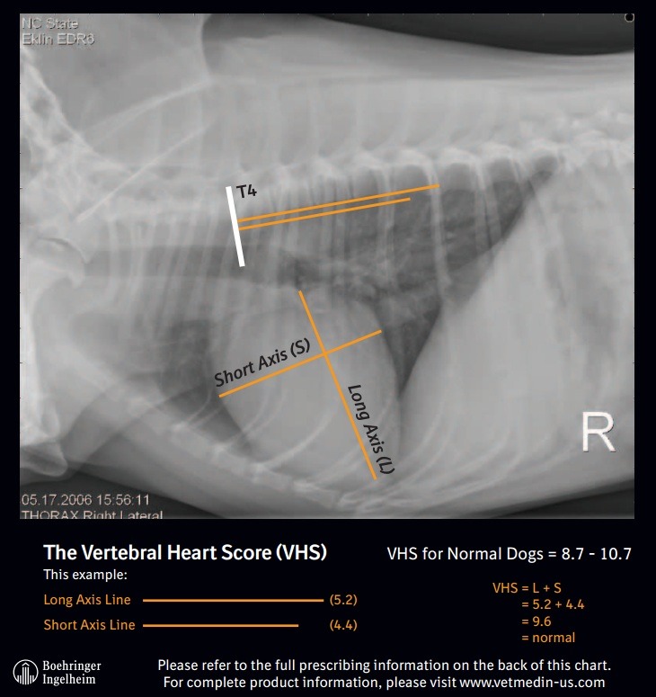 수의진단의학과 canine and feline VHS 개와 고양이의 심장 크기평가