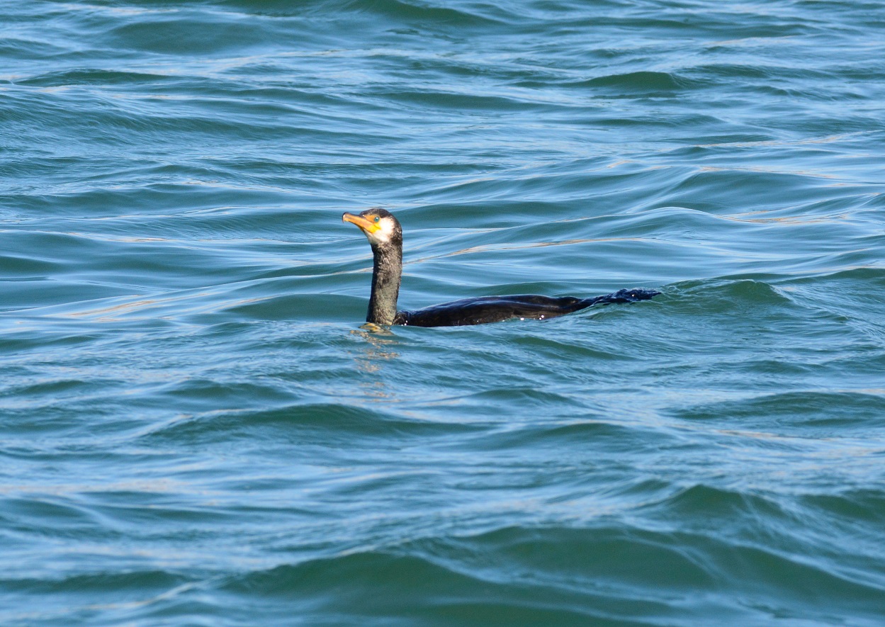 Bird Watching in Japan & Asia Birdwatching in Asahi City and Choshi Fishery Port, Chiba (30