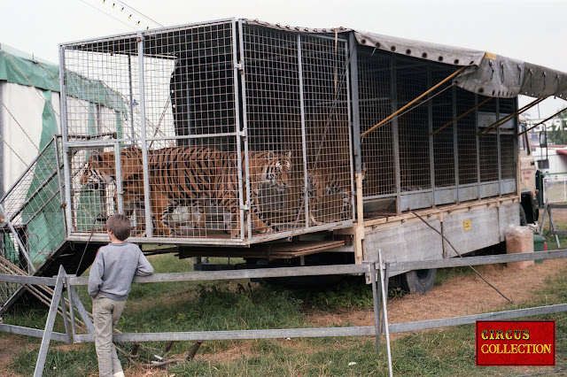 camion cage des tigres 