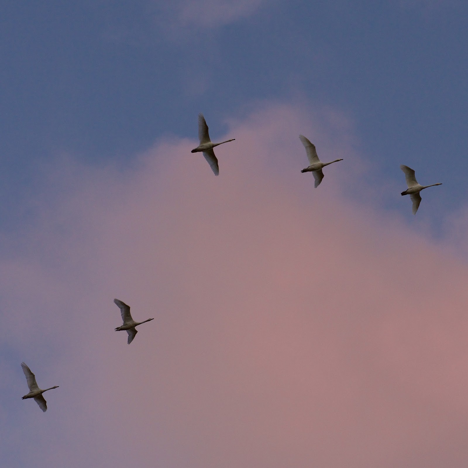 Treshnish Farm: Whooper swans at sunset