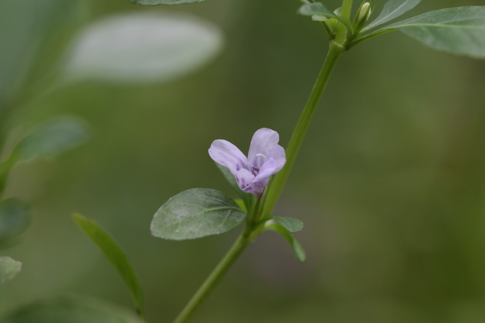 Native Florida Wildflowers Swamp Twinflower Dyschoriste humistrata