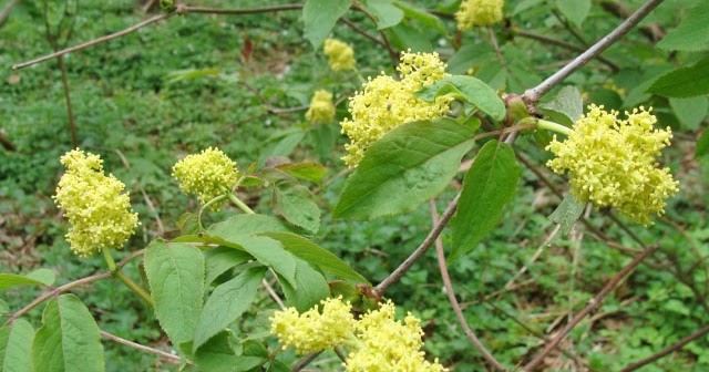 © Mein Waldgarten: Roter Holunder