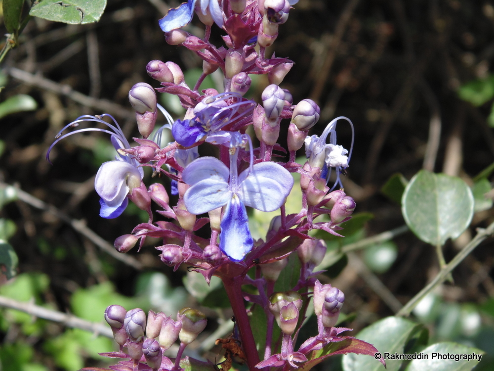 Kas Pathar - Flowers valley in Maharashtra