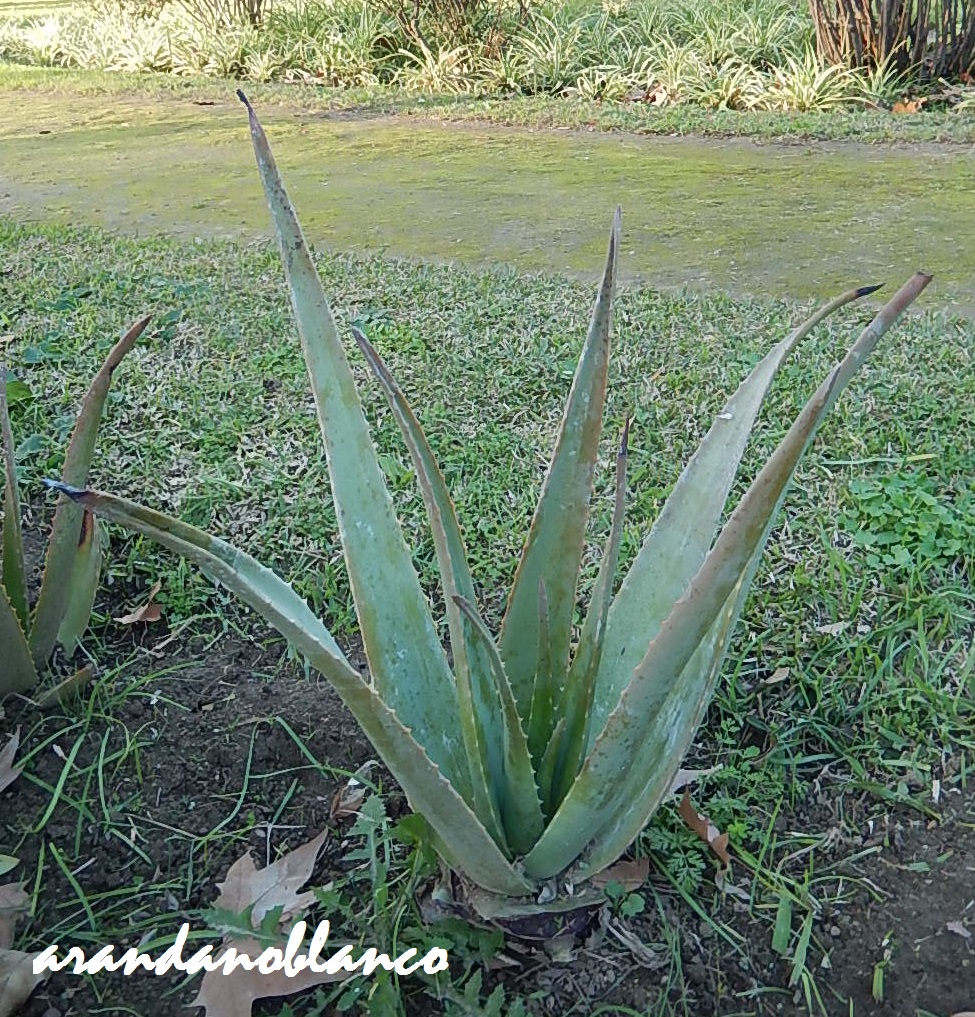 arbustosensevilla-encinarosa: Áloe vera - Sábila - Zábila - Alzavara ...