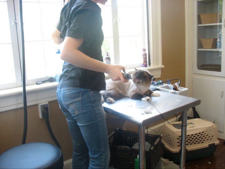 Nose 2 Tail Pet Care Latest News Cat Grooming School Day 9