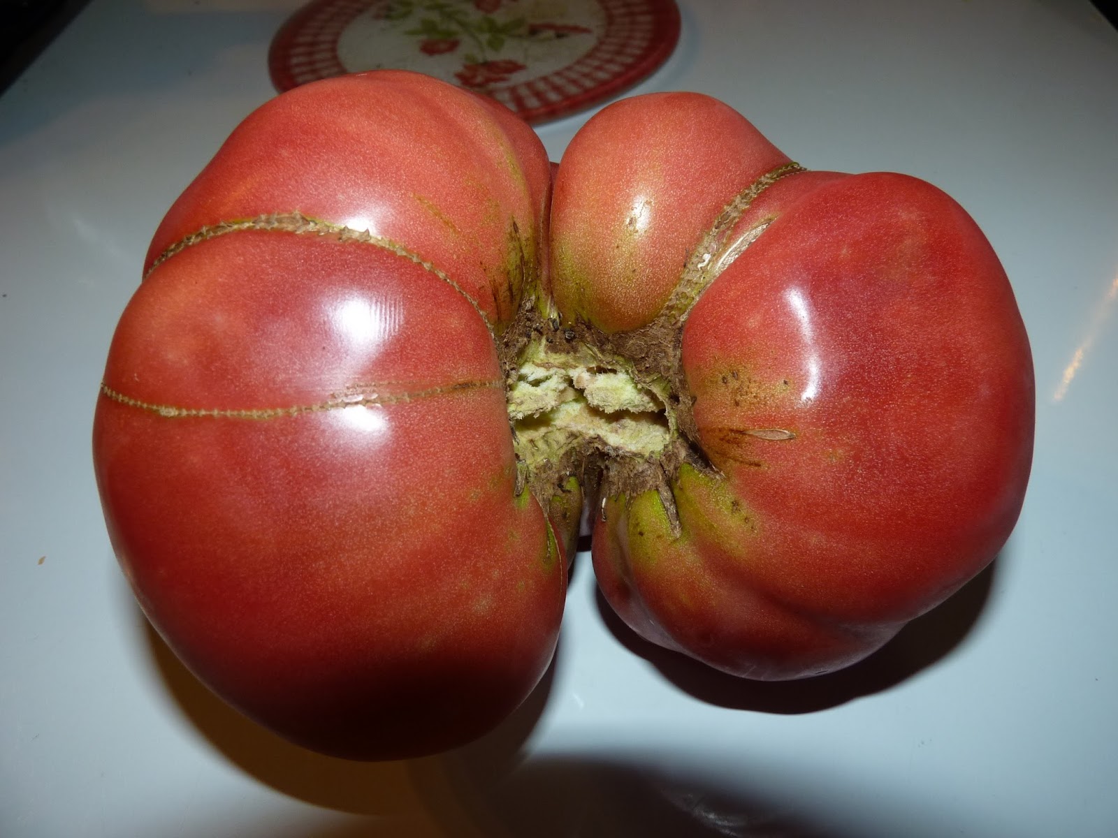 Granny Sue's News and Reviews Ugly Tomatoes