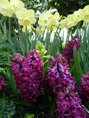 Allan Gardens Conservatory Spring Flower Show 2013 purple hyacinths pale yellow daffodils by garden muses: a Toronto gardening blog 