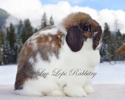 ciri standard holland lop yang berkualitas ciri standard holland lop yang berkualitas show