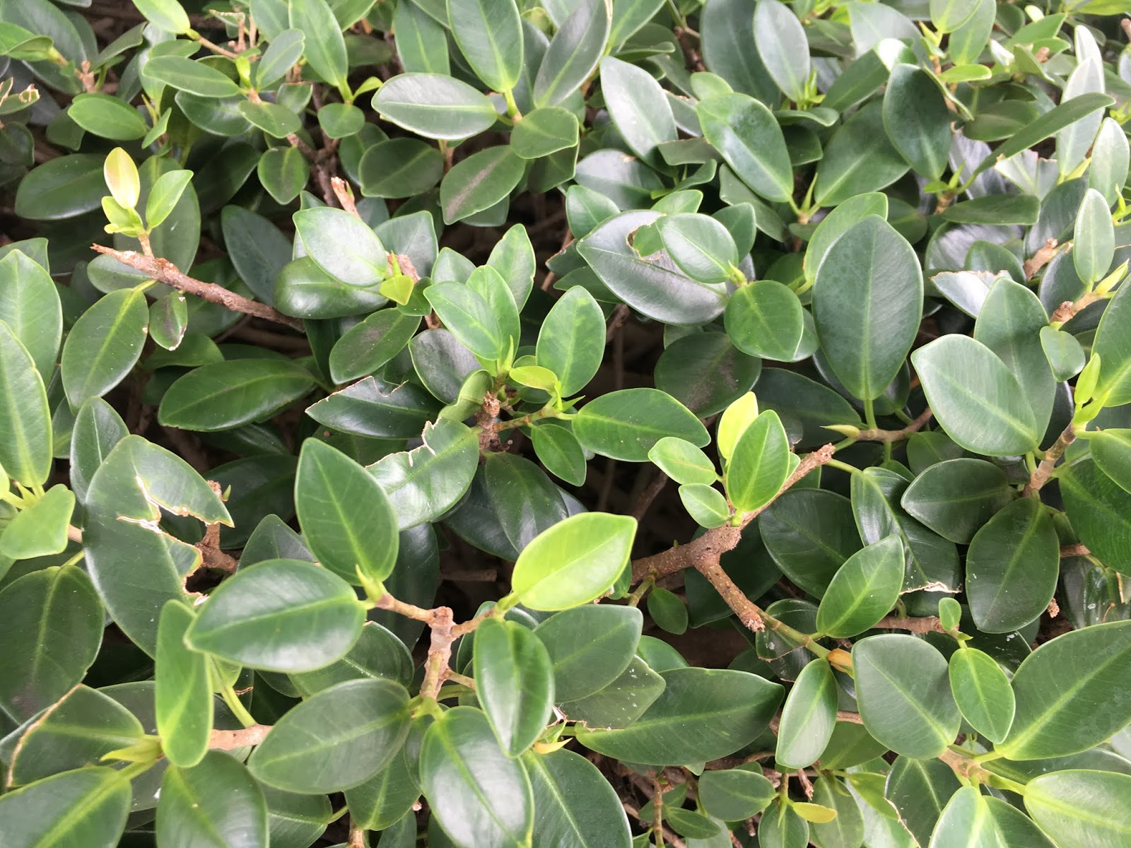 Plant Blog Pittosporum Tenuifolium