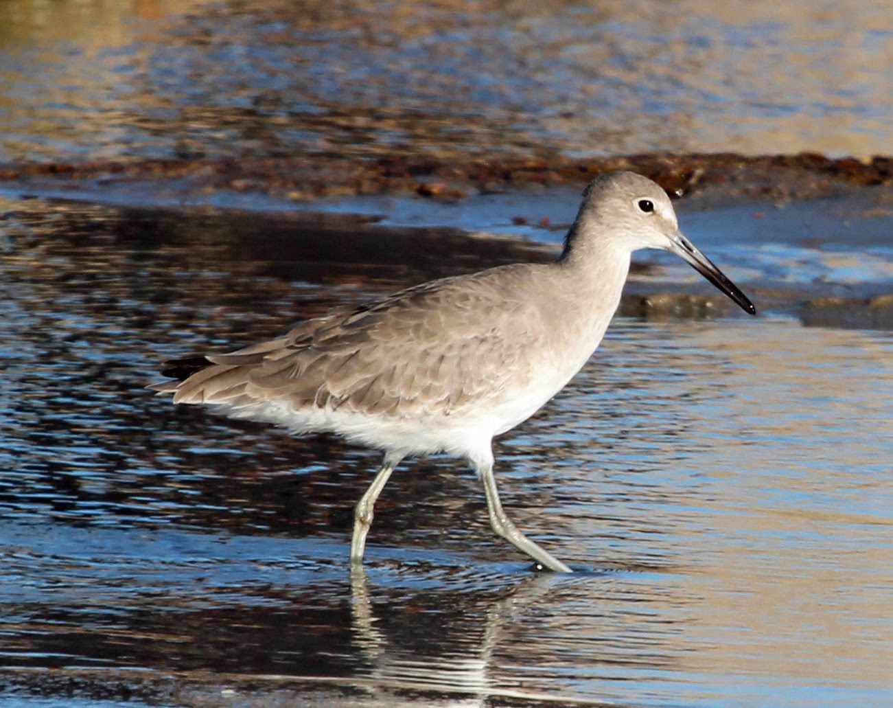 Ruminations Winter Birds in Galveston
