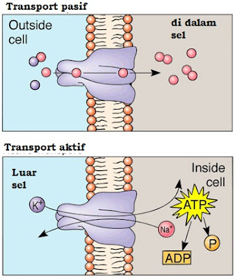 perbedaan transport pasif dan transport aktif