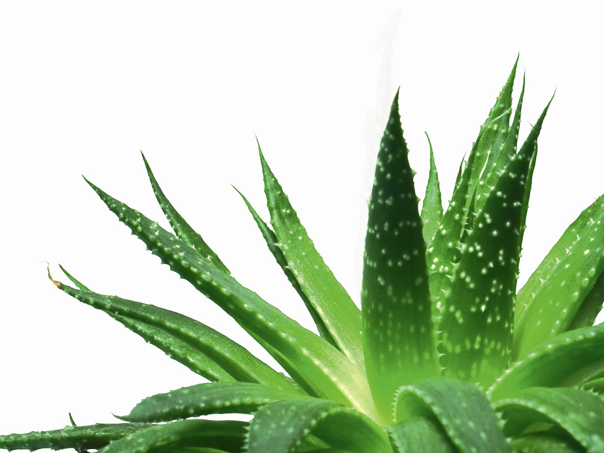 treatment for kidney disease Is Aloe Vera good for Kidney disease