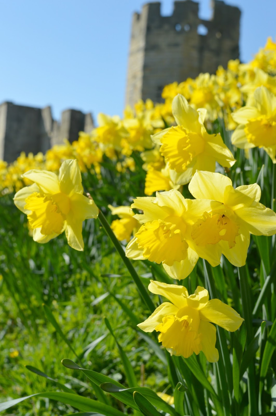 Warkworth Castle Daffodils