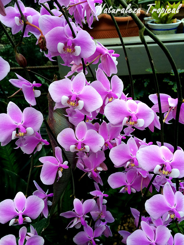 Lluvia de orquídeas con Phalaenopsis sp.