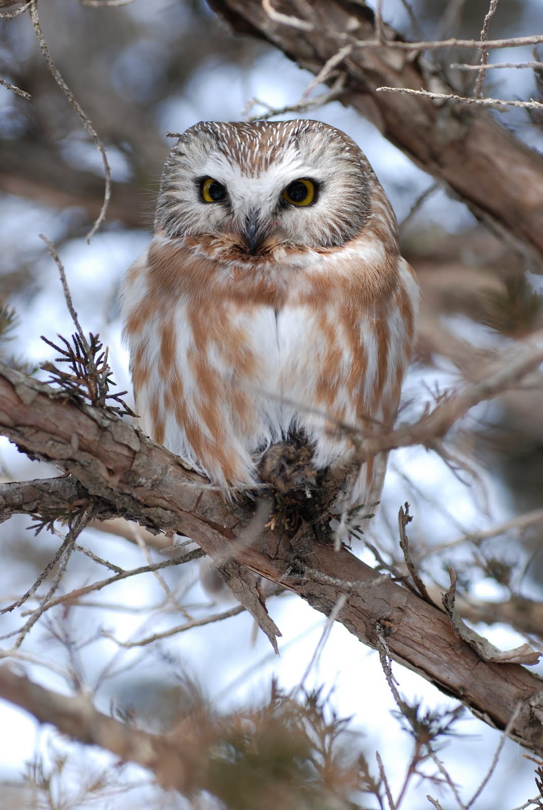 Minnesota Birdnerd Northern Sawwhet Owl