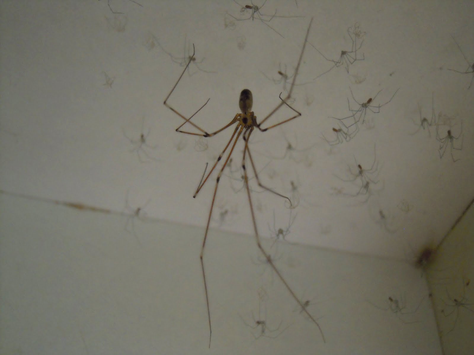 Spiders and me July 2011