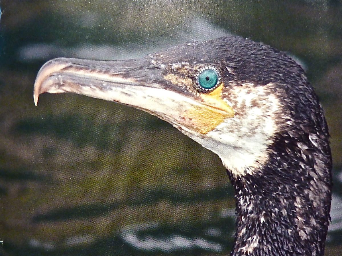 HUGH MILES WILDLIFE ADVENTURES ACTION ON CORMORANTS PROTECT OUR FISH