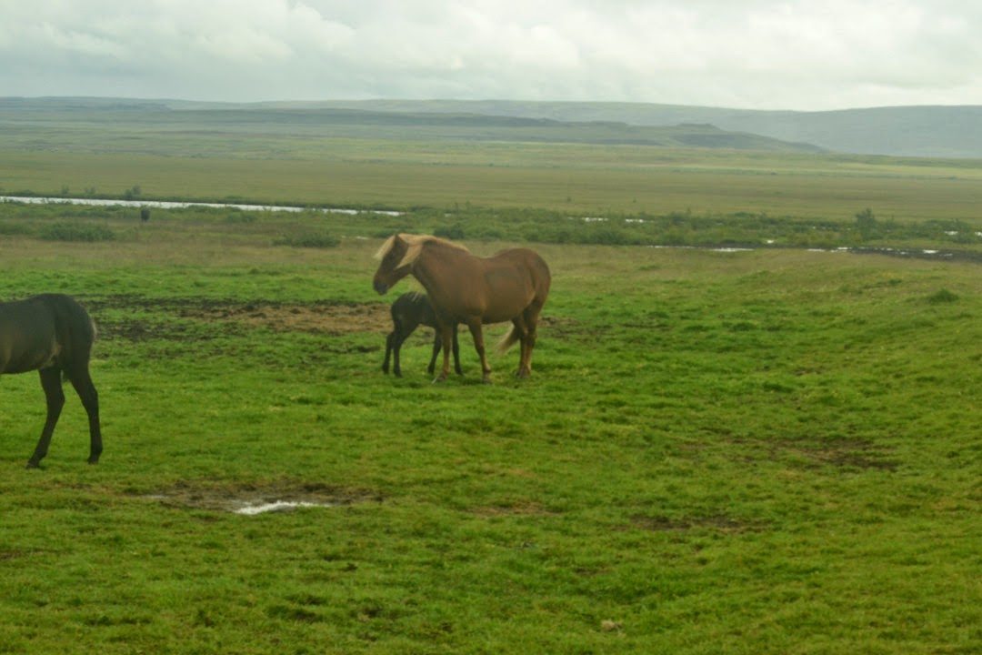 Do Horses Neigh When They Run? Can horses be bow legged or knock kneed?