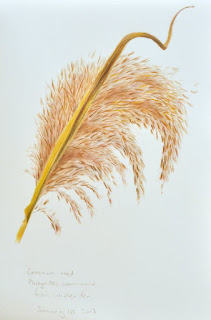 Coloured pencil drawing of Common reed