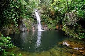 7-Day Placencia Activities Guide — Best Vacation Ever! 9 Remaxvipbelize: tropical forest