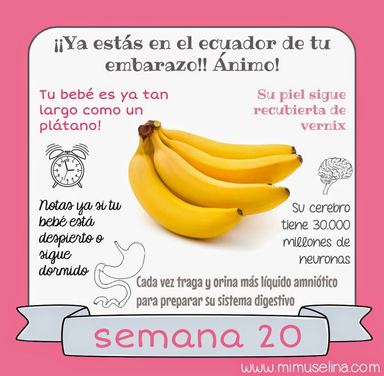 De gestacion semanas de de 20 bebes imagenes